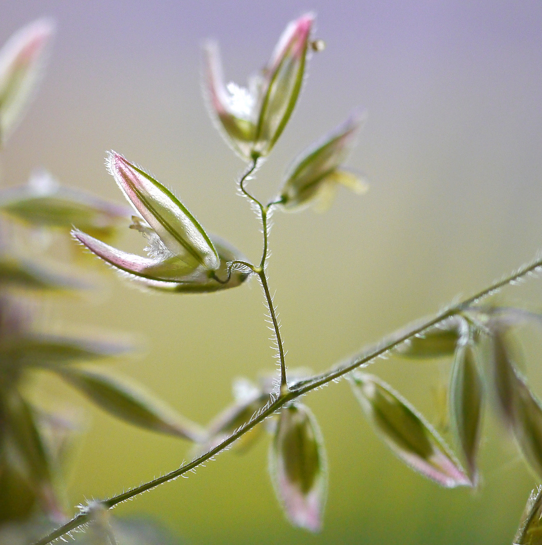 kleines Gras ganz groß