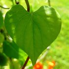 kleines, grünes Herz