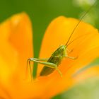 Kleines grünes Heupferd auf kalifornischem Mohn