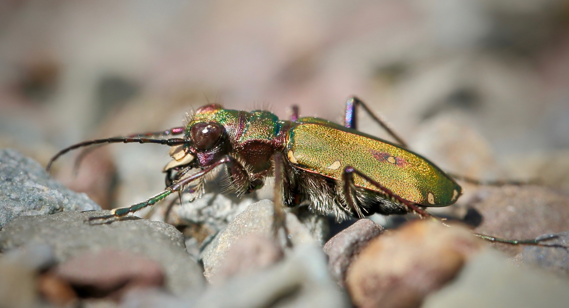 Kleines grünes Monster Foto & Bild | outdoor, makro, grün ...