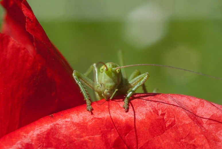 kleines grünes Monster