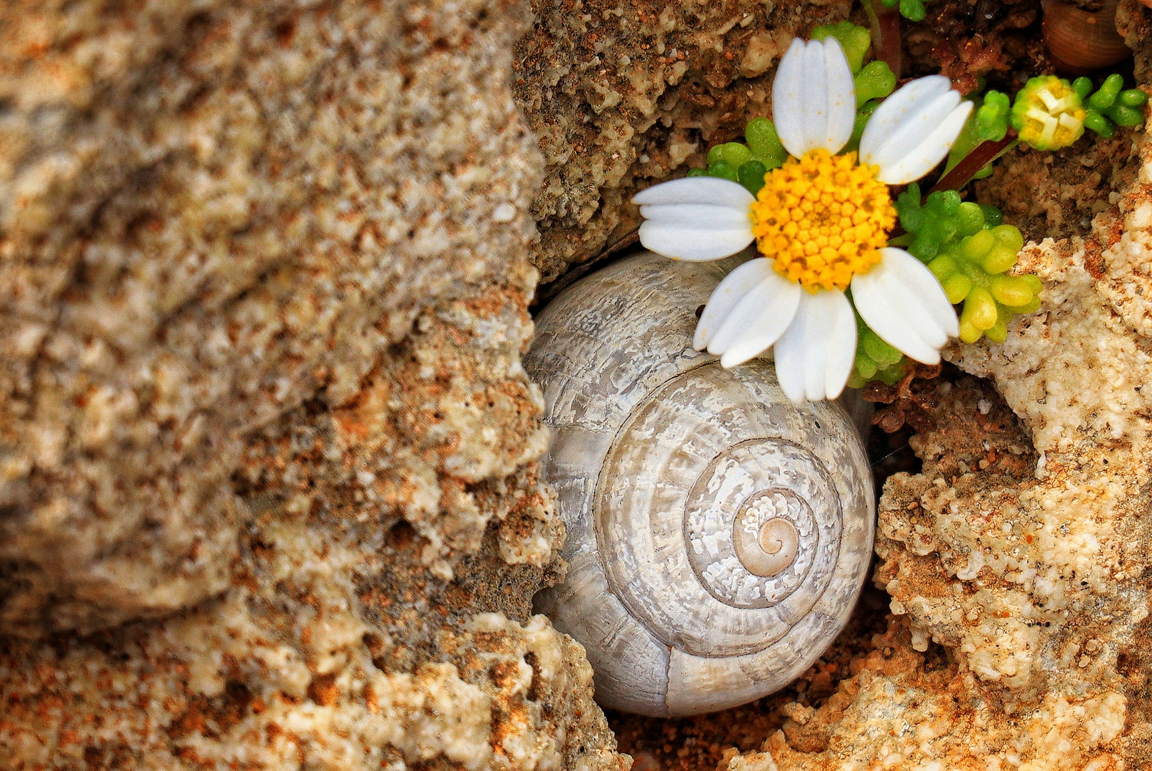 kleines häuschen mit gartenanteil zu vermieten