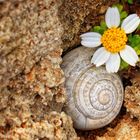 kleines häuschen mit gartenanteil zu vermieten