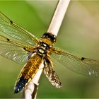 kleines Handicap - fliegt aber trotzdem wie'd Sau