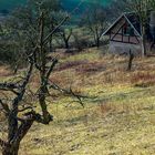 kleines Haus am Wald