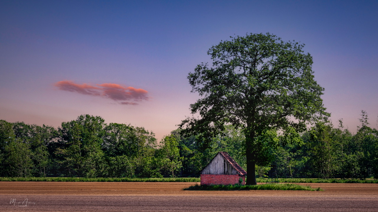 Kleines Haus unterm großen Baum