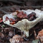 Kleines Herbst-Bouquet