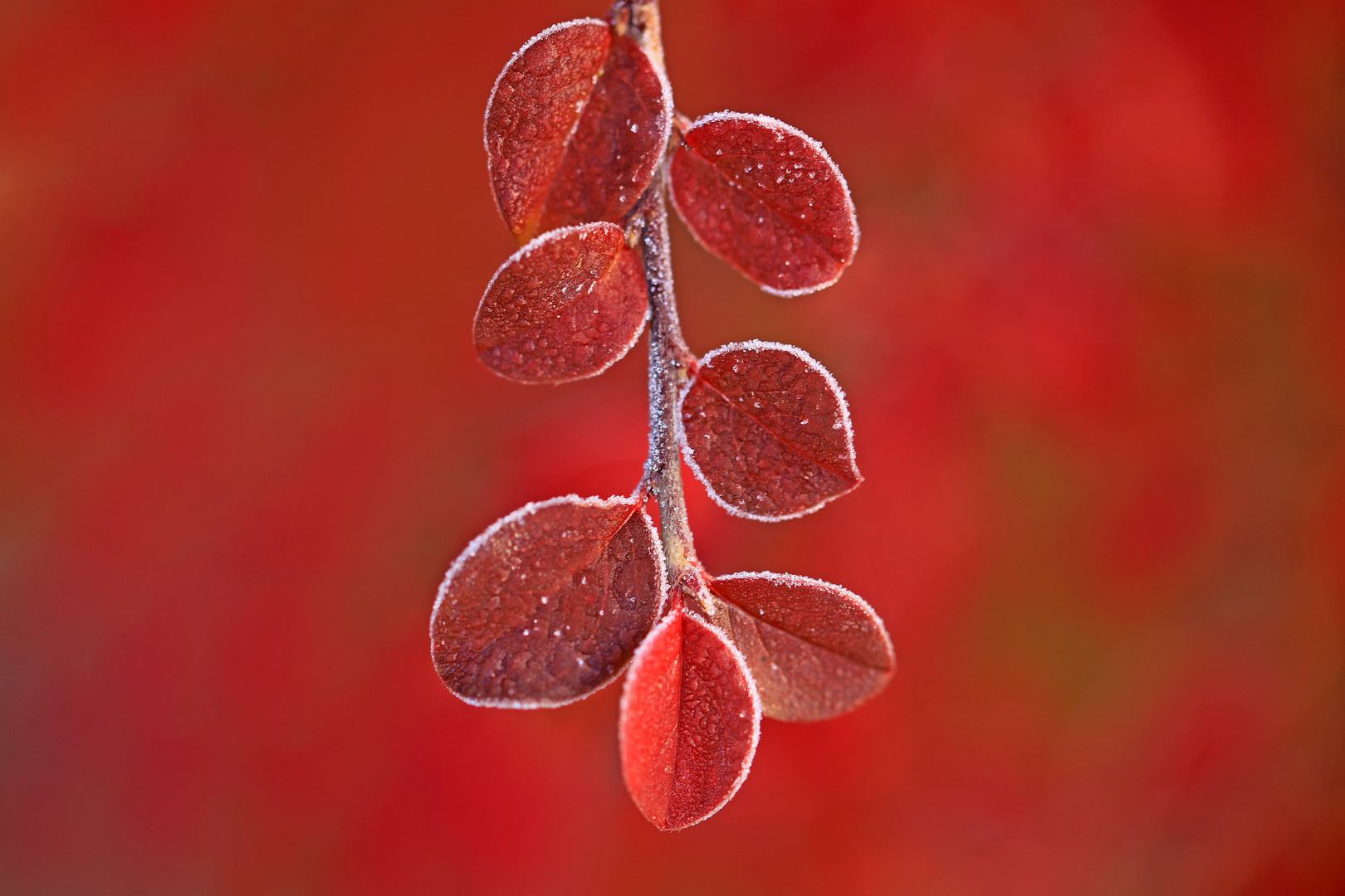 Kleines Herbstdetail...