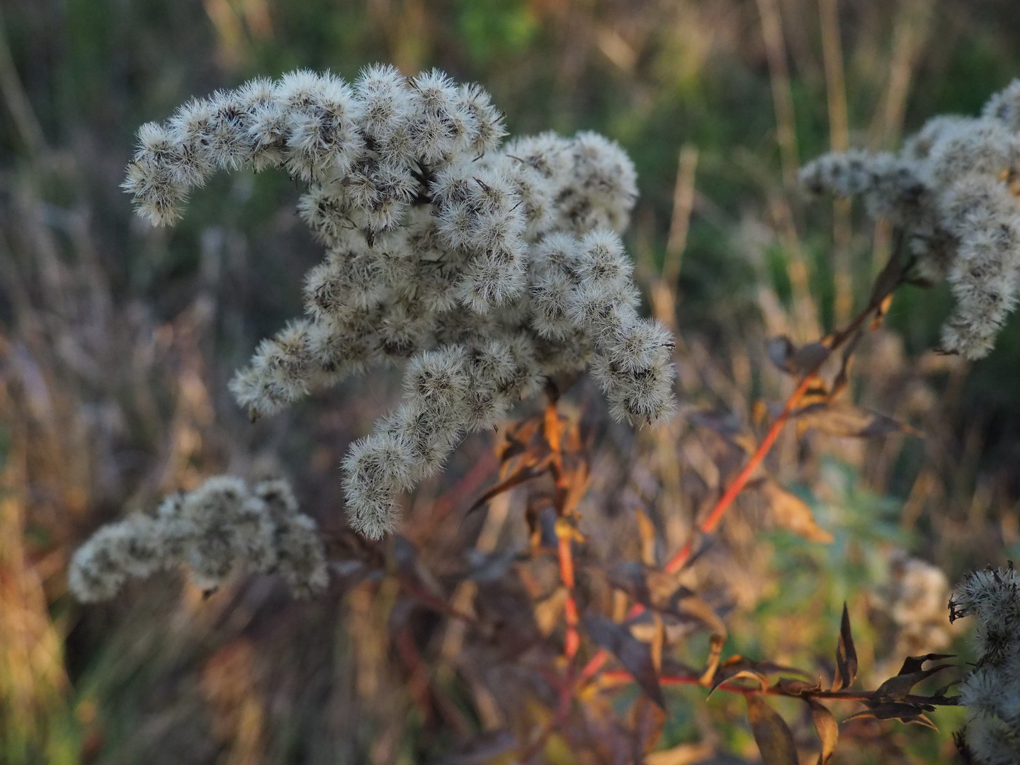 Kleines Herbstwunder