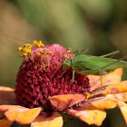 kleines Heupferd im Oktober