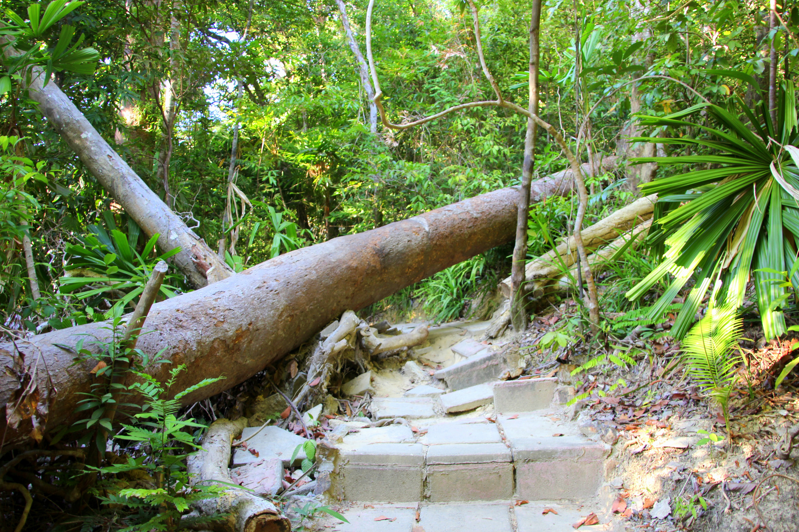 Kleines Hindernis Foto & Bild | landschaft, wege und pfade, natur