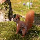 Kleines Hörnchen 