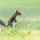 Kleines Hörnchen ganz groß