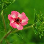 kleines hübsches Blümchen...