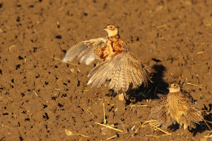 "Kleines Huhn ganz groß"