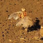 "Kleines Huhn ganz groß"