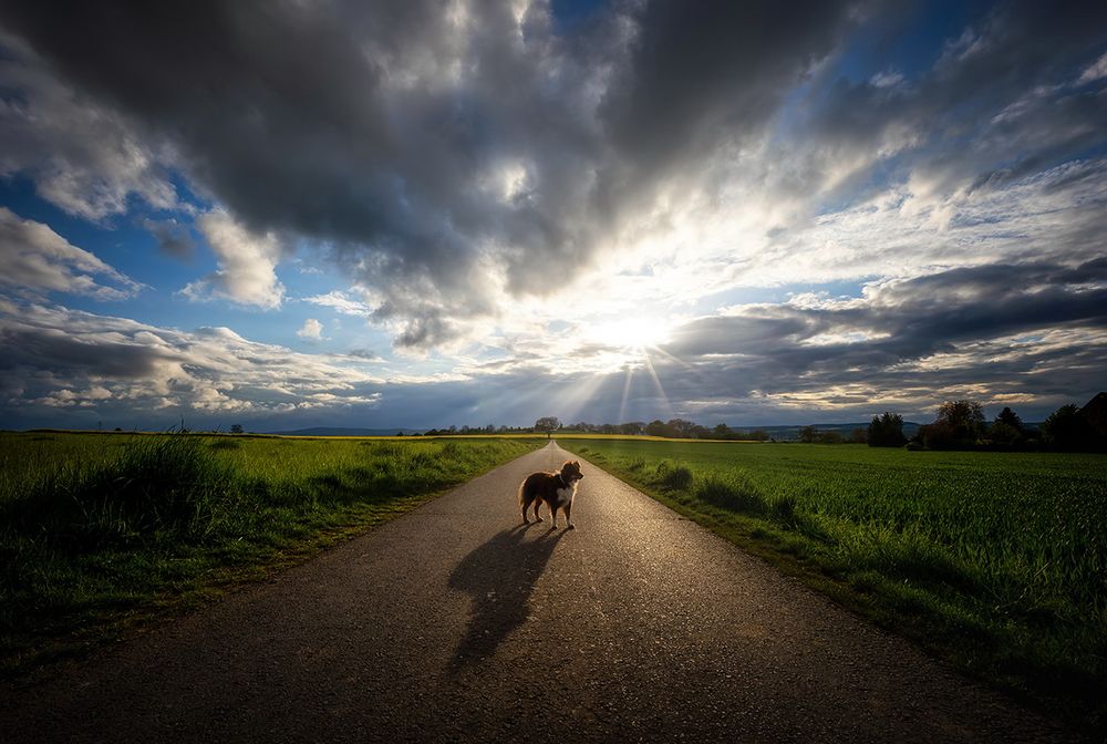 kleines Hund, grosses Schatten :-)