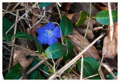 Kleines Immergrün (Vinca minor)