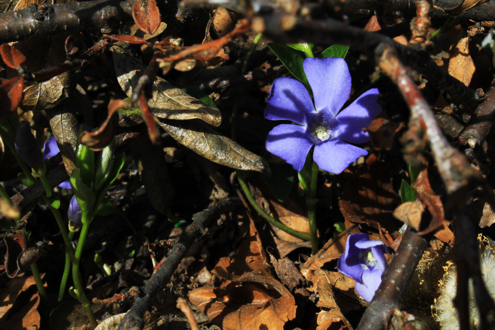 Kleines Immergrün (Vinca minor)