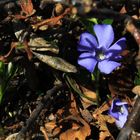 Kleines Immergrün (Vinca minor)