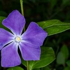 Kleines Immergrün ( Vinca minor) 