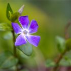 Kleines Immergrün (Vinca minor)