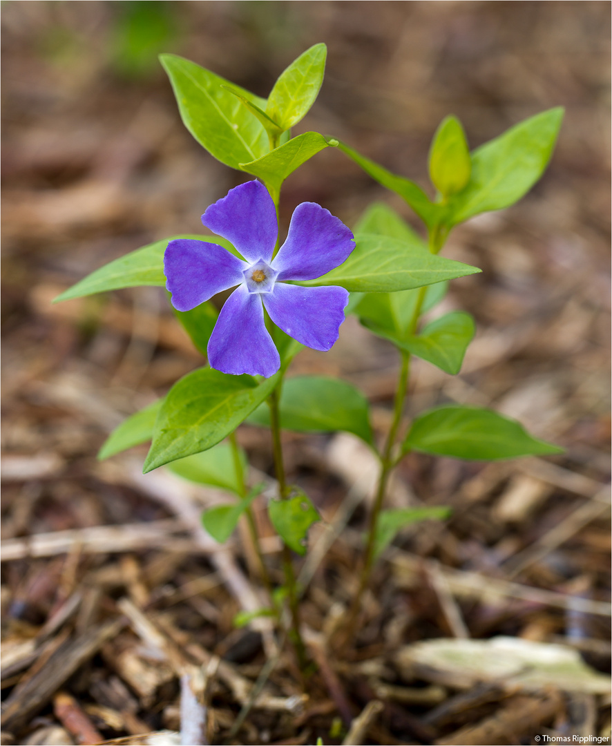 Kleines Immergrün (Vinca minor) Foto & Bild pflanzen, pilze