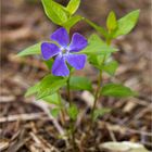 Kleines Immergrün (Vinca minor)