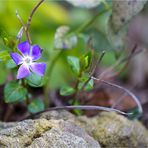 Kleines Immergrün (Vinca minor)