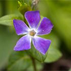 Kleines Immergrün (Vinca minor)