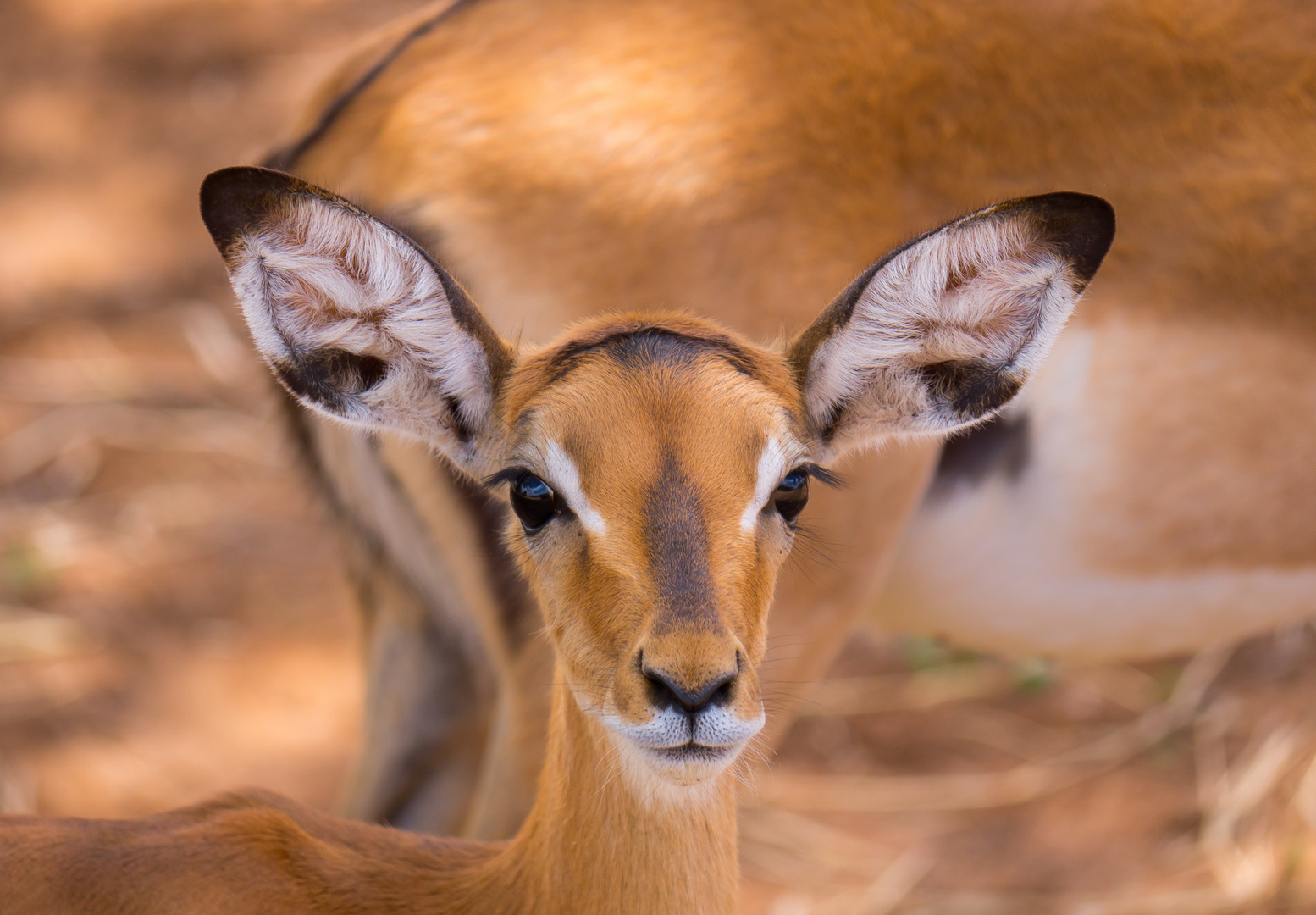 Kleines Impala 2018 in der Serengeti