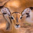 Kleines Impala 2018 in der Serengeti