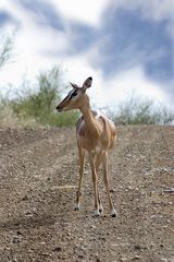 kleines Impala