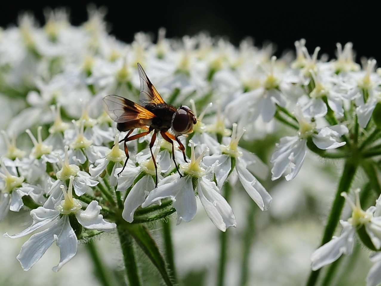 Kleines Insekt auf Blüte