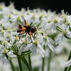 Kleines Insekt auf Blüte