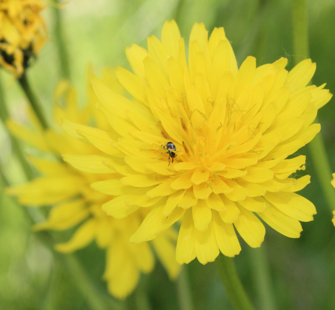 Kleines Insekt auf Blume.