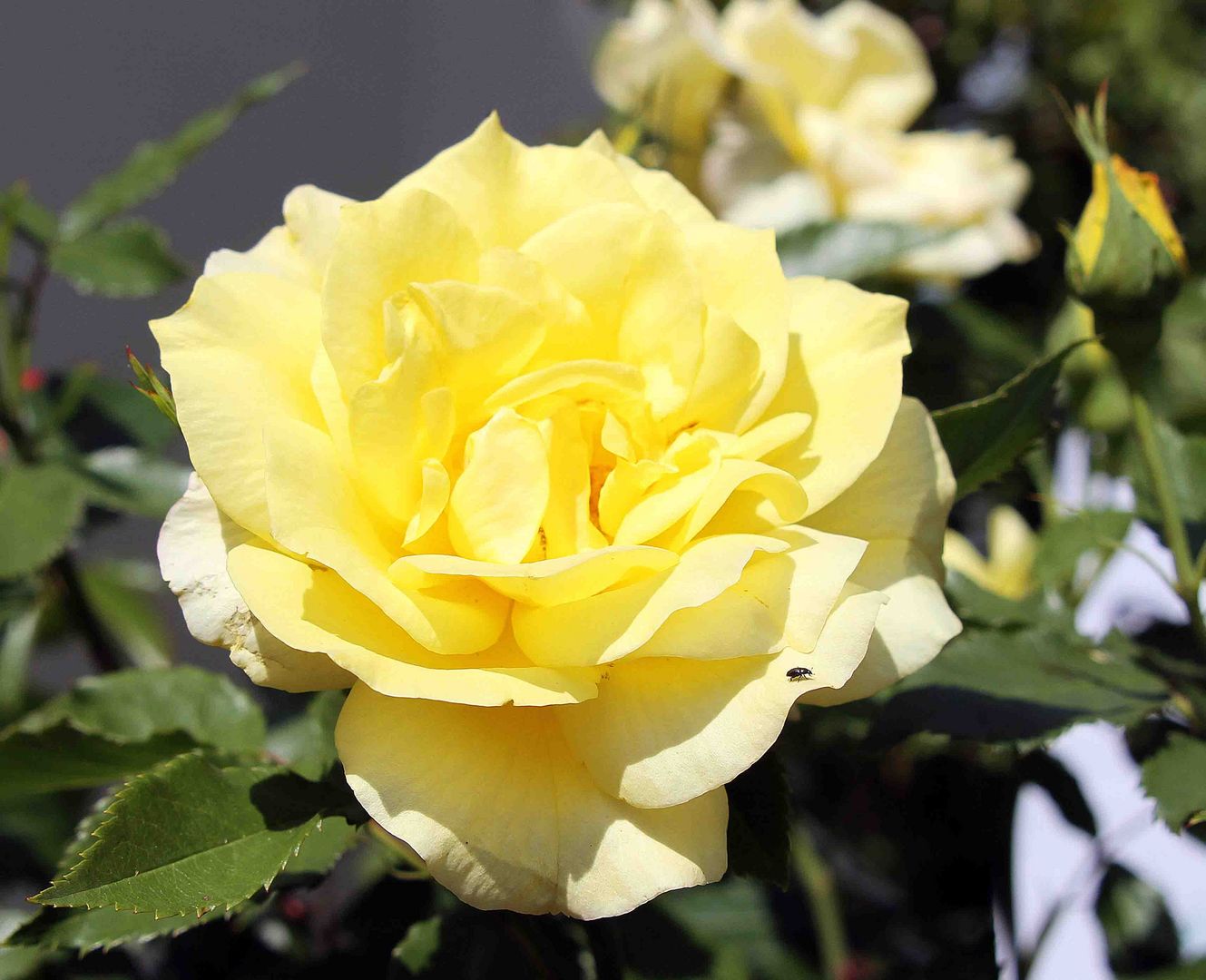 Kleines Insekt auf Gelber Rose