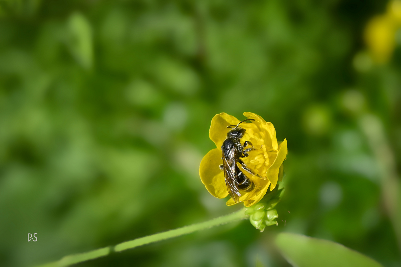 Kleines Insekt auf kleiner Blüte