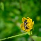 Kleines Insekt auf kleiner Blüte