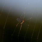 Kleines Insekt im Spinnennetz