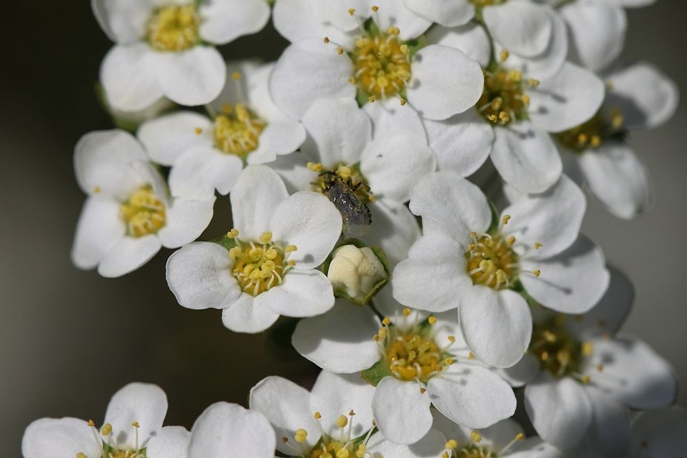 kleines Insekt in der Blüte