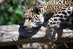 Kleines Jaguarmädchen