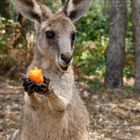 Kleines Känguru isst Karotte