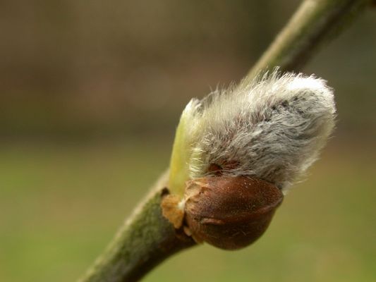 Kleines Kätzchen ganz groß...