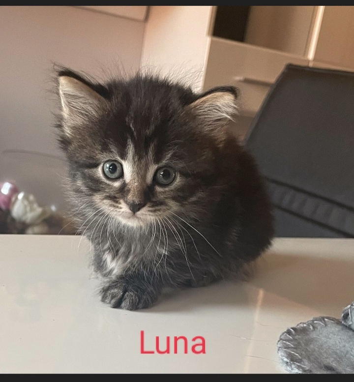 Kleines Kätzchen Luna