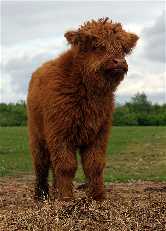 Kleines Kalb