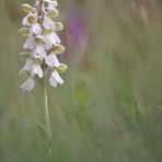 Kleines Knabenkraut 3/10 Albino