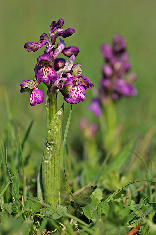 Kleines Knabenkraut (Anacamptis morio) 2