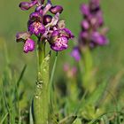 Kleines Knabenkraut (Anacamptis morio) 2