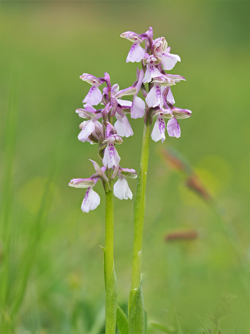 Kleines Knabenkraut (Anacamptis morio)